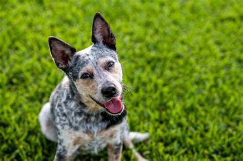 what color are blue heelers.